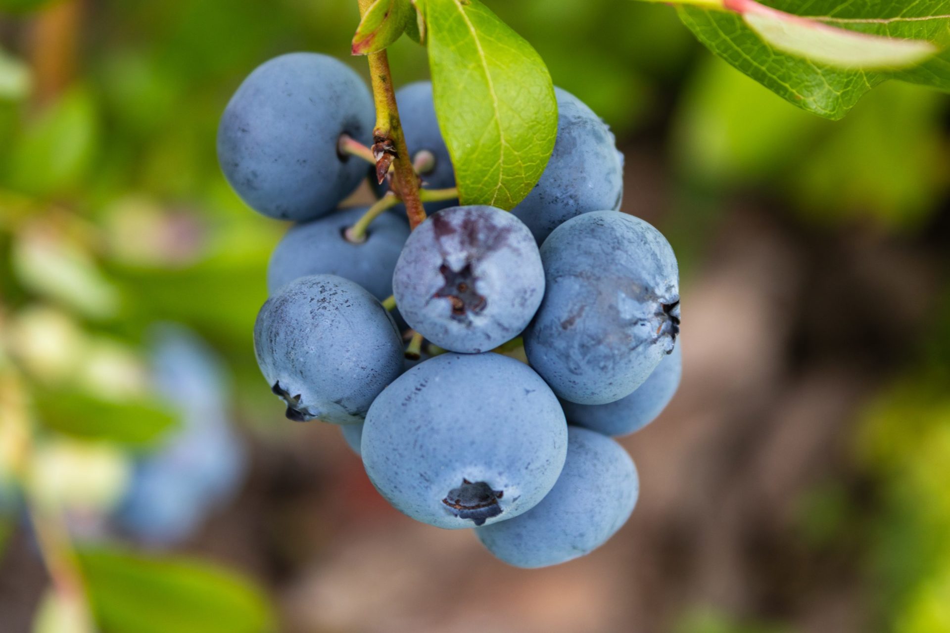 Blueberry 1 Blueberry