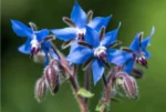 Borage Azure Blue