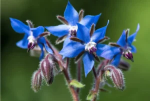 Borage Azure Blue