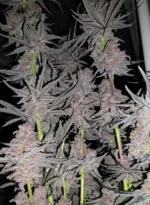 Bubble-Berry - Clone