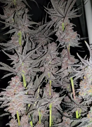 Bubble-Berry - Clone