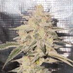 Candy Joy Auto Seed 3+2