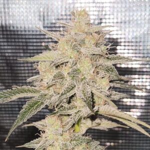 Candy Joy Auto Seed 3+2