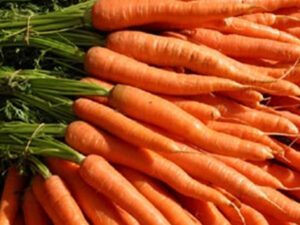 Carrot - Chantenay Karoo