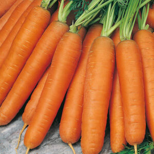 Carrot Nantes