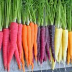 Carrot Rainbow