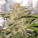 Cherry Kush Auto Seed 3+2