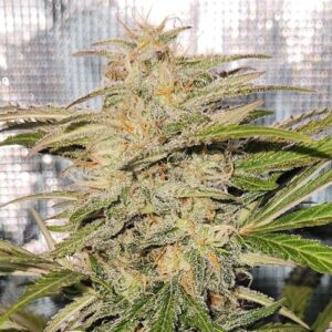 Cherry Kush Auto Seed 3+2