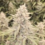 Cotton Frost Auto Seed 3+2