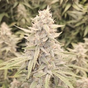 Cotton Frost Auto Seed 3+2