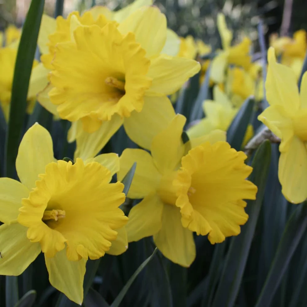 Daffodil-Narcissus - Flower Carpet - 5 bulbs 1 Daffodil-Narcissus - Flower Carpet - 5 bulbs