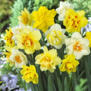 Daffodil-Narcissus - Mixed Double - 10 bulbs