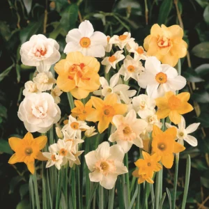 Daffodil - Narcissus - Mixed Single - 10 bulbs