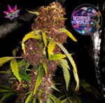 Destroyer of Worlds Fem Auto