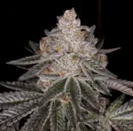 Divine Storm - Clone