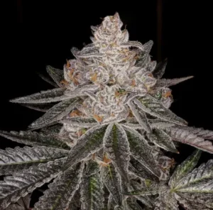 Divine Storm - Clone