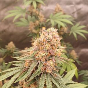 Dosi-OG Fast Seed 3+2