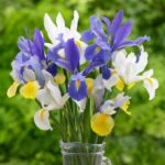 Dutch Iris - Mixed - 35 bulbs