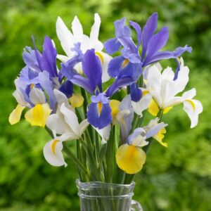 Dutch Iris - Mixed - 35 bulbs