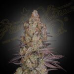 Exodus Cheese - Clone