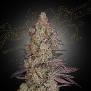 Exodus Cheese - Clone