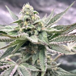 Face Tatt Feminised Seed 3+2