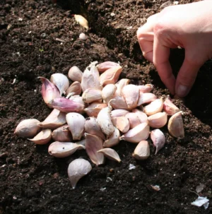 Garlic - Allium sativum - 25 cloves