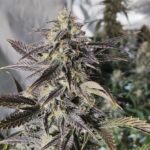 Gassy Grin Auto Seed 3+2