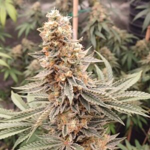 Glue Sniffer Fast Seed 3+2