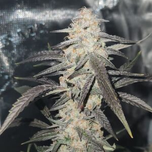 Gorilla Breath Auto Seed 3+2