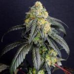Gorilla Cake Feminised Seed 3+2