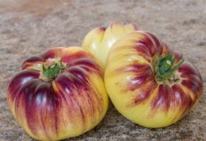 Tomatoes - Great White x P20