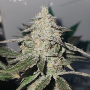 Happy Dough Auto Seed 3+2