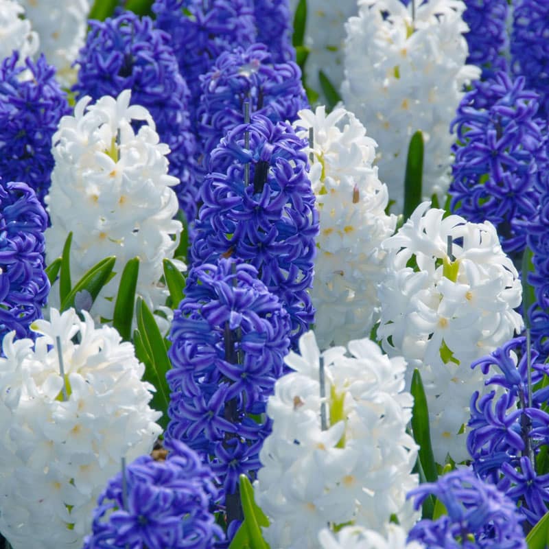 Hyacinths Assorted - Blue and White - 5 bulbs 1 Hyacinths Assorted - Blue and White - 5 bulbs