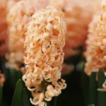 Hyacinths - Orange Salmon - 3 bulbs
