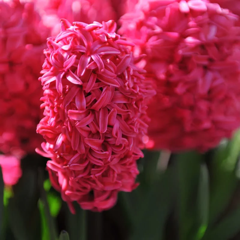 Hyacinths - Red - 3 bulbs 1 Hyacinths - Red - 3 bulbs