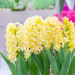 Hyacinths - Yellow - 3 bulbs