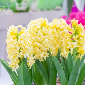 Hyacinths - Yellow - 3 bulbs