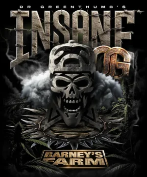 Insane OG Feminised - 5 pack