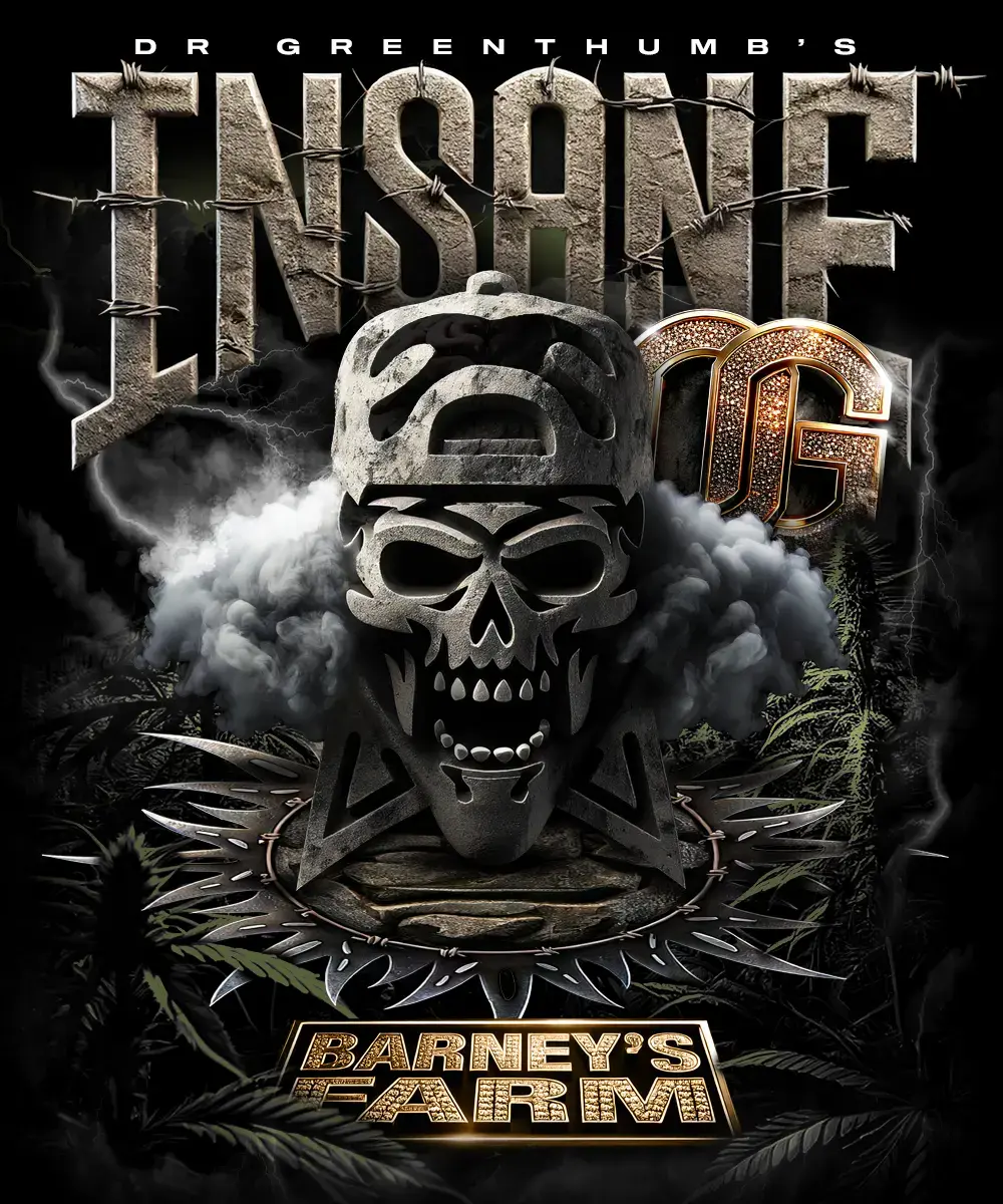 Insane OG Feminised - 5 pack 1 Insane OG Feminised - 5 pack