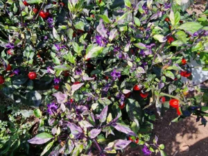 Chilies - Jigsaw (Variegated)