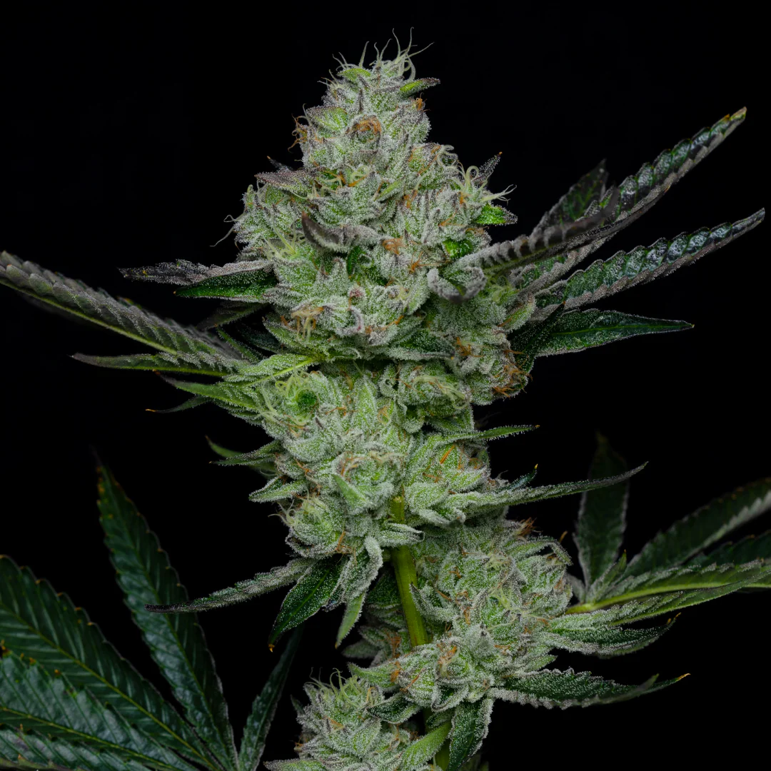 La Rosa - Clone 1 La Rosa - Clone