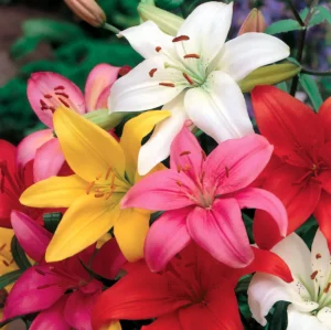 Lilium Asiatic Assorted - 8 Bulbs