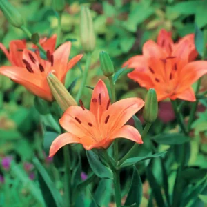 Lilium Asiatic Orange - 5 Bulbs