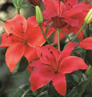 Lilium Asiatic Orange Red - 5 Bulbs