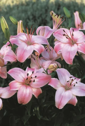 Lilium Asiatic Pink - 5 Bulbs