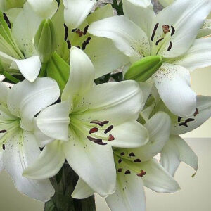 Lilium Asiatic White - 5 Bulbs