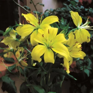 Lilium Asiatic Yellow - 5 Bulbs