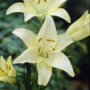 Lilium Asiflorum Cream - 5 Bulbs