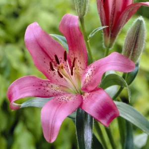 Lilium Asiflorum Pink - 5 Bulbs